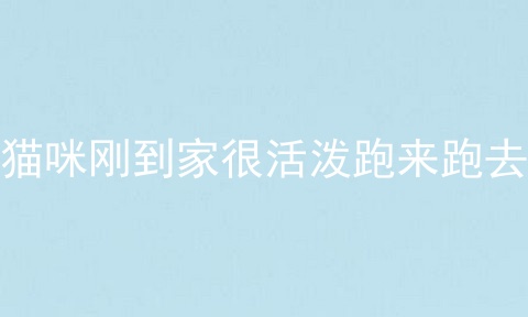 猫咪刚到家很活泼跑来跑去