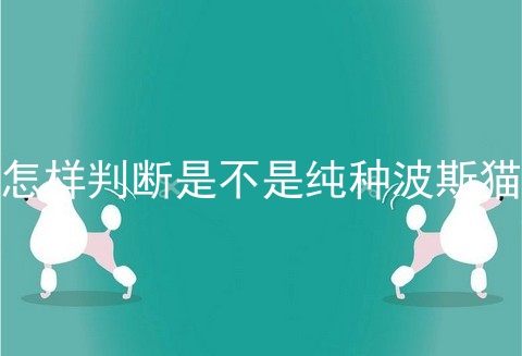 怎样判断是不是纯种波斯猫