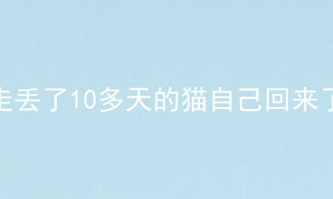 走丢了10多天的猫自己回来了