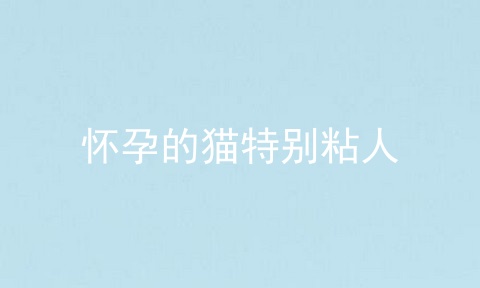 怀孕的猫特别粘人