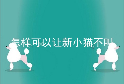 怎样可以让新小猫不叫