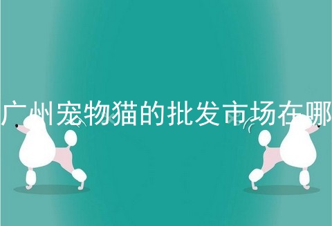 广州宠物猫的批发市场在哪