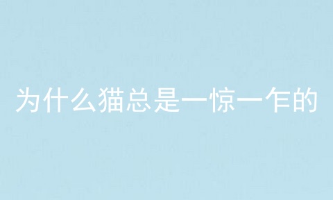 为什么猫总是一惊一乍的