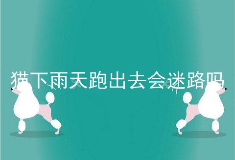 猫下雨天跑出去会迷路吗