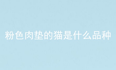 粉色肉垫的猫是什么品种