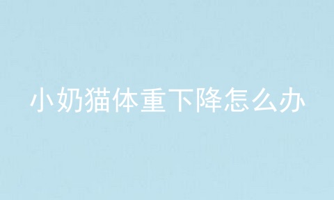 小奶猫体重下降怎么办