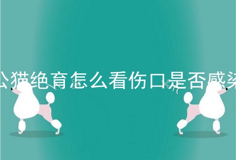 公猫绝育怎么看伤口是否感染