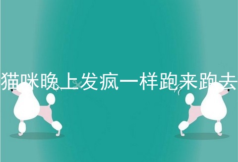 猫咪晚上发疯一样跑来跑去