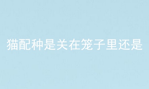 猫配种是关在笼子里还是
