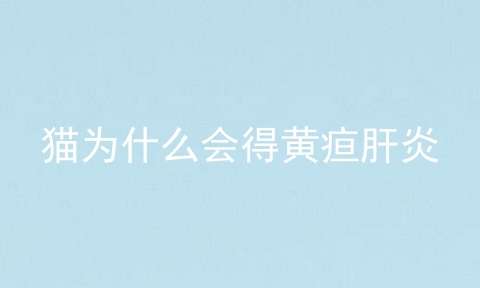 猫为什么会得黄疸肝炎
