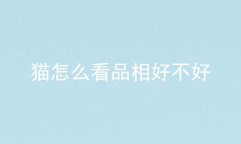 猫怎么看品相好不好