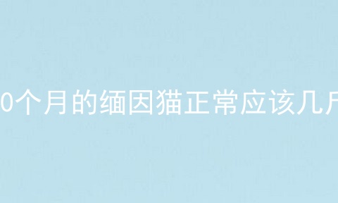 10个月的缅因猫正常应该几斤