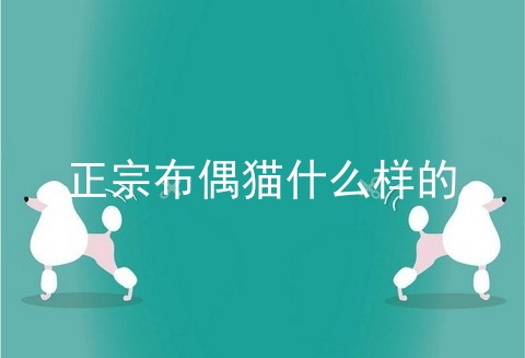 正宗布偶猫什么样的