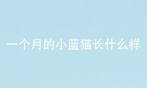 一个月的小蓝猫长什么样