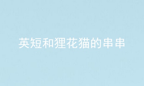 英短和狸花猫的串串