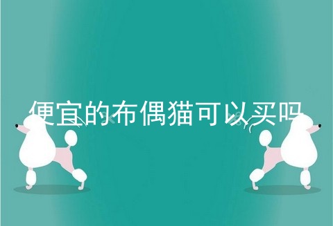便宜的布偶猫可以买吗