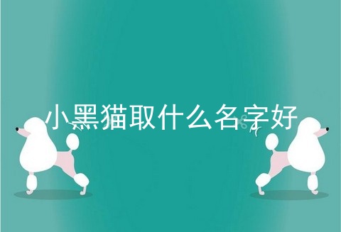 小黑猫取什么名字好