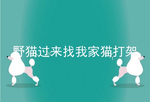 野猫过来找我家猫打架