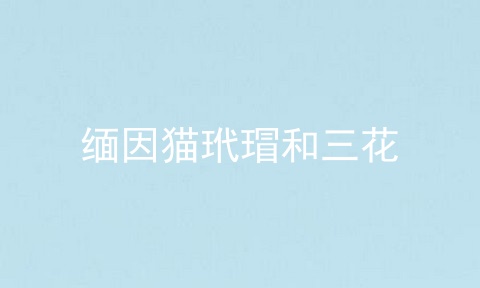 缅因猫玳瑁和三花