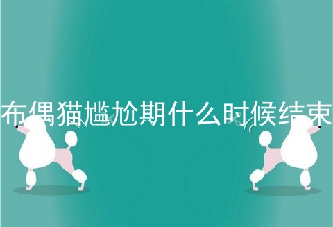 布偶猫尴尬期什么时候结束