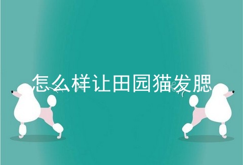 怎么样让田园猫发腮