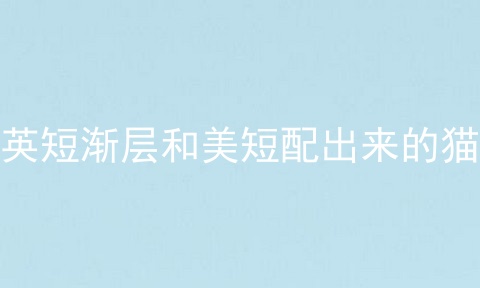 <a href=/cat/13.html target=_blank class=infotextkey>英短</a>渐层和美短配出来的猫