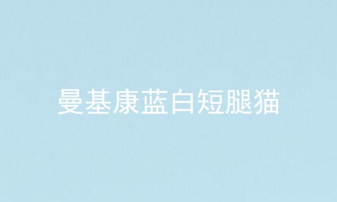 曼基康蓝白短腿猫