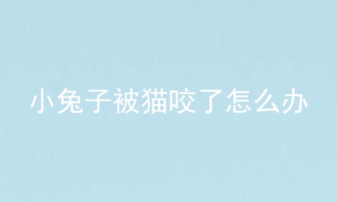 小兔子被猫咬了怎么办