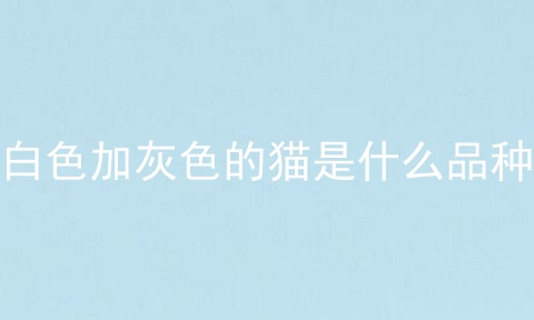 白色加灰色的猫是什么品种