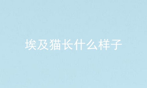 埃及猫长什么样子