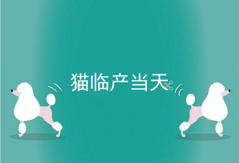 猫临产当天