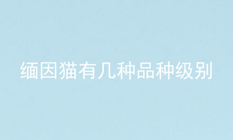 缅因猫有几种品种级别