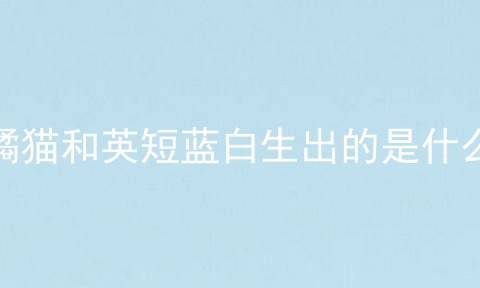 橘猫和英短蓝白生出的是什么