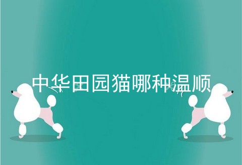 中华田园猫哪种温顺
