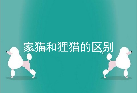 家猫和狸猫的区别