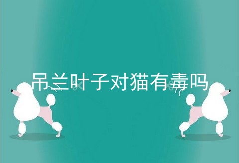 吊兰叶子对猫有毒吗
