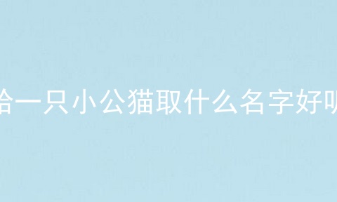 给一只小公猫取什么名字好听