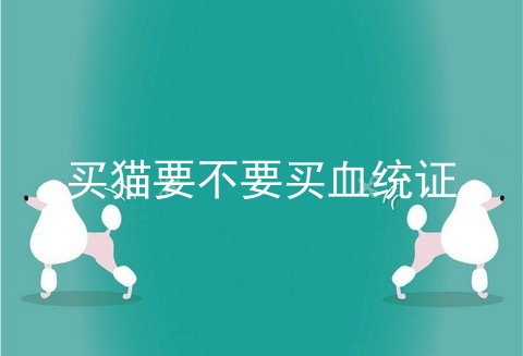 买猫要不要买血统证