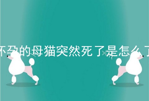 怀孕的母猫突然死了是怎么了