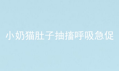 小奶猫肚子抽搐呼吸急促