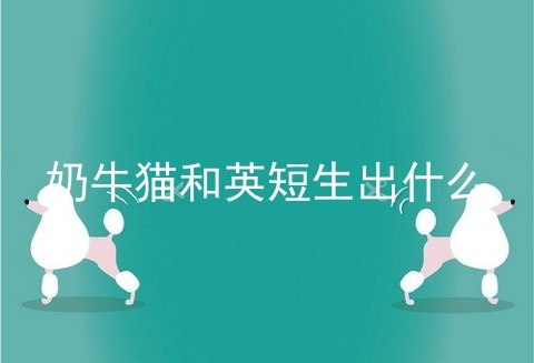 奶牛猫和<a href=/cat/13.html target=_blank class=infotextkey>英短</a>生出什么