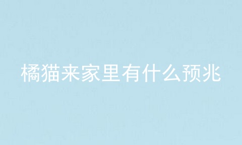 橘猫来家里有什么预兆