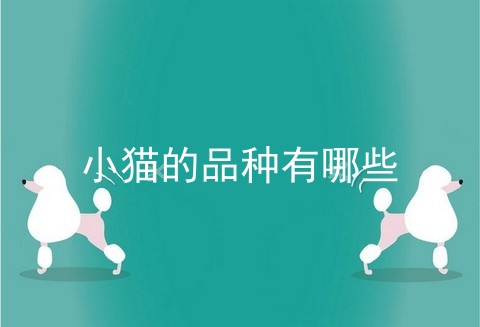 小猫的品种有哪些