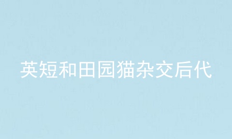 英短和田园猫杂交后代