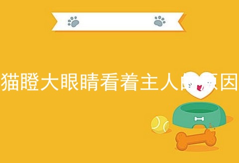 猫瞪大眼睛看着主人的原因