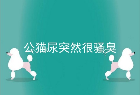公猫尿突然很骚臭