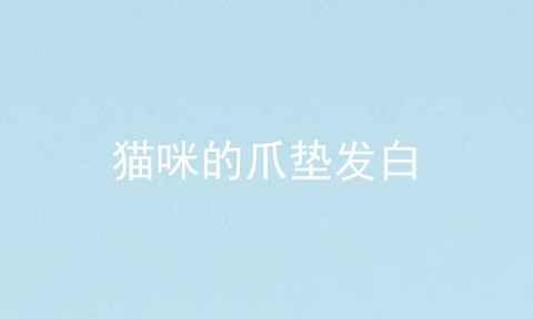 猫咪的爪垫发白