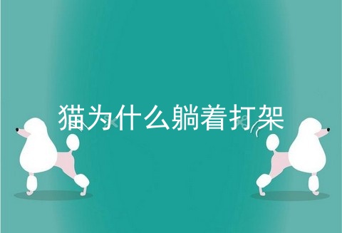 猫为什么躺着打架