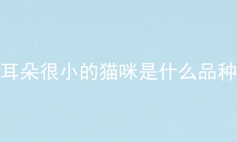 耳朵很小的猫咪是什么品种