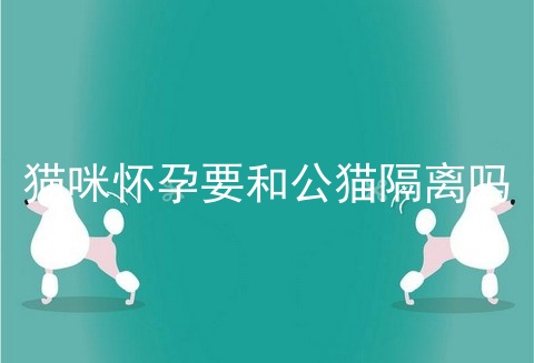 猫咪怀孕要和公猫隔离吗